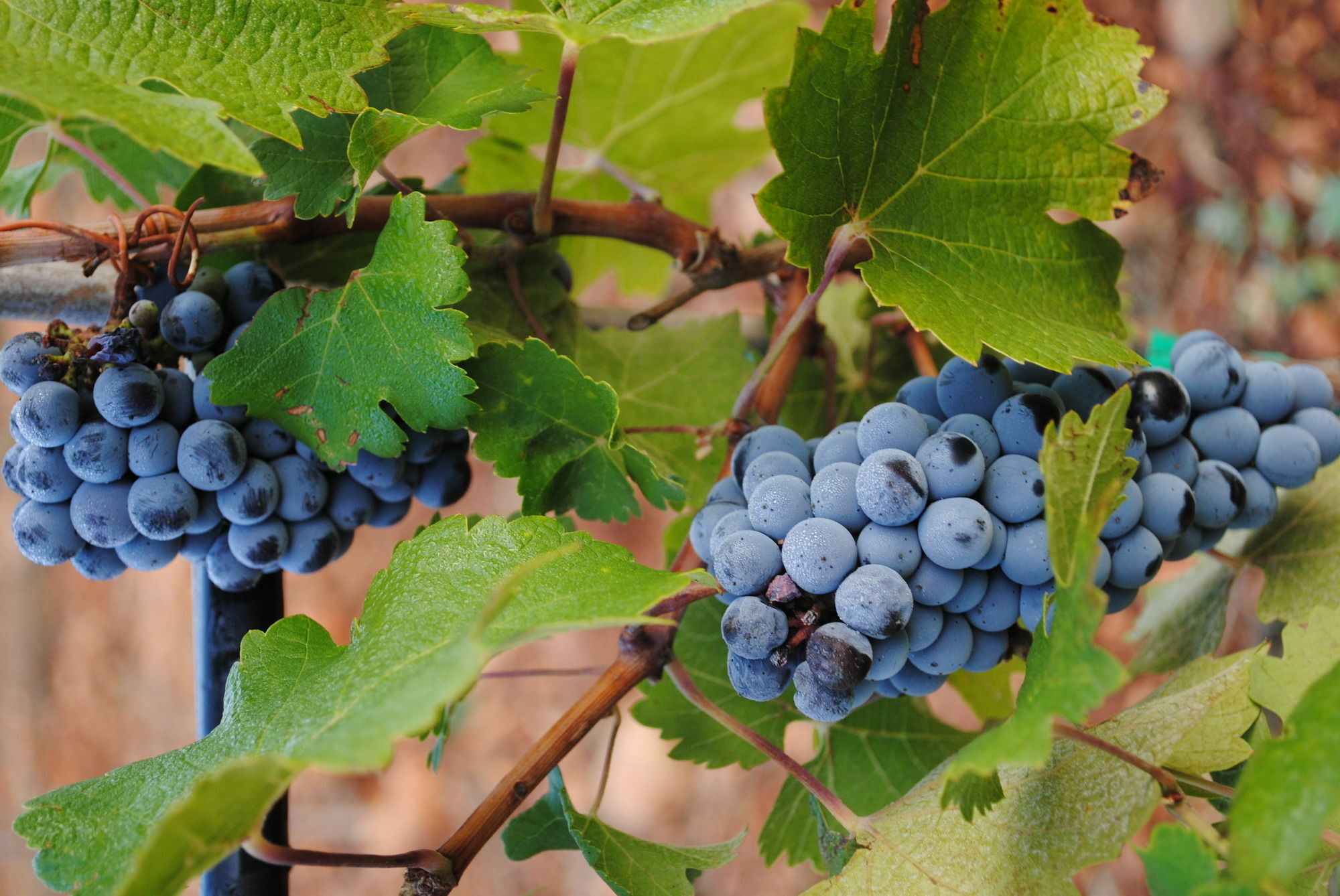 Weingut & Landhotel Can Davero Binissalem Luaran gambar