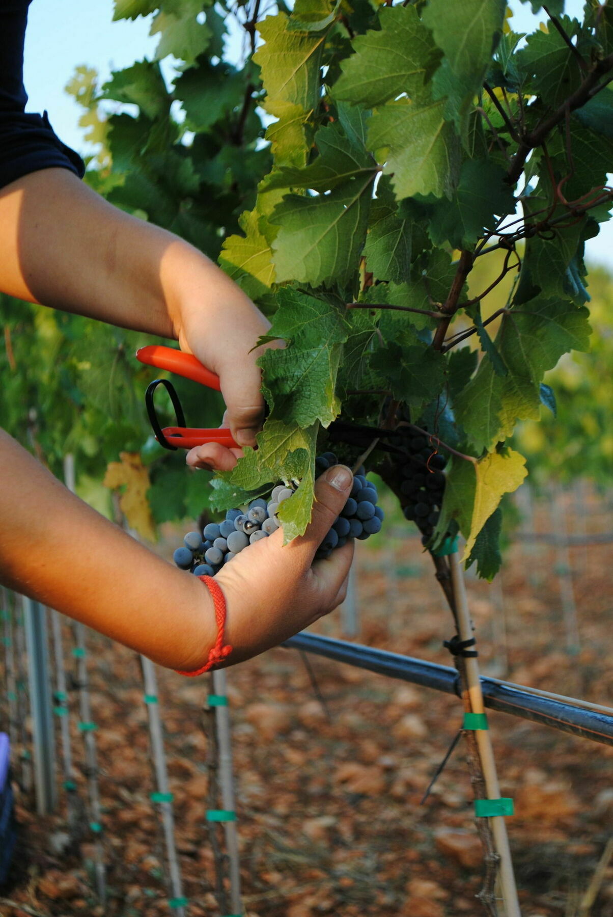 Weingut & Landhotel Can Davero Binissalem Luaran gambar